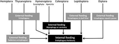 The Evolution of Endophagy in Herbivorous Insects